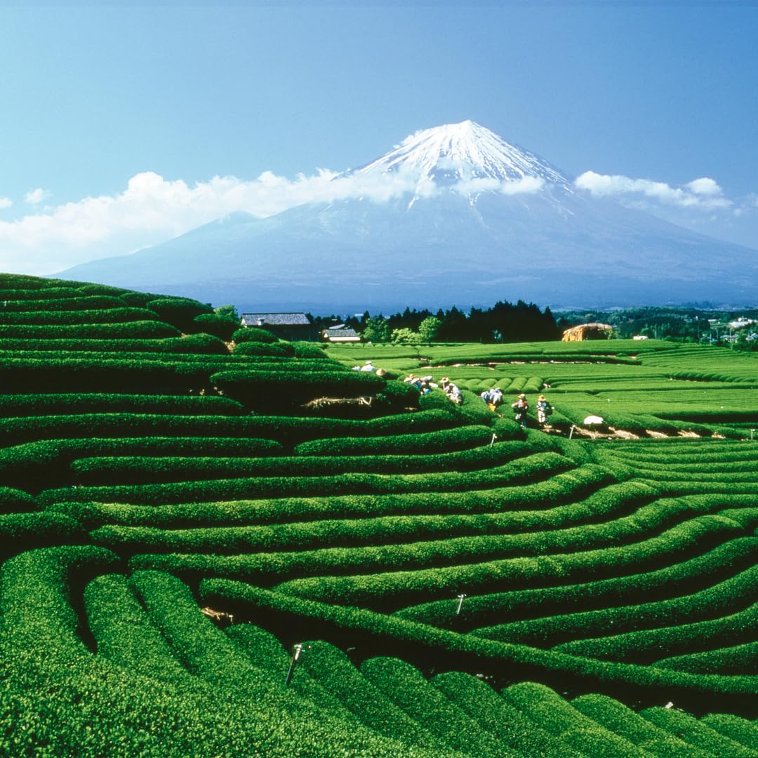 Palais des Thés - Sunrise Wake Up - Green Tea, Mate & Grapefruit - 3.5oz Loose Leaf Metal Gift Tin, Serves 20-25 Cups