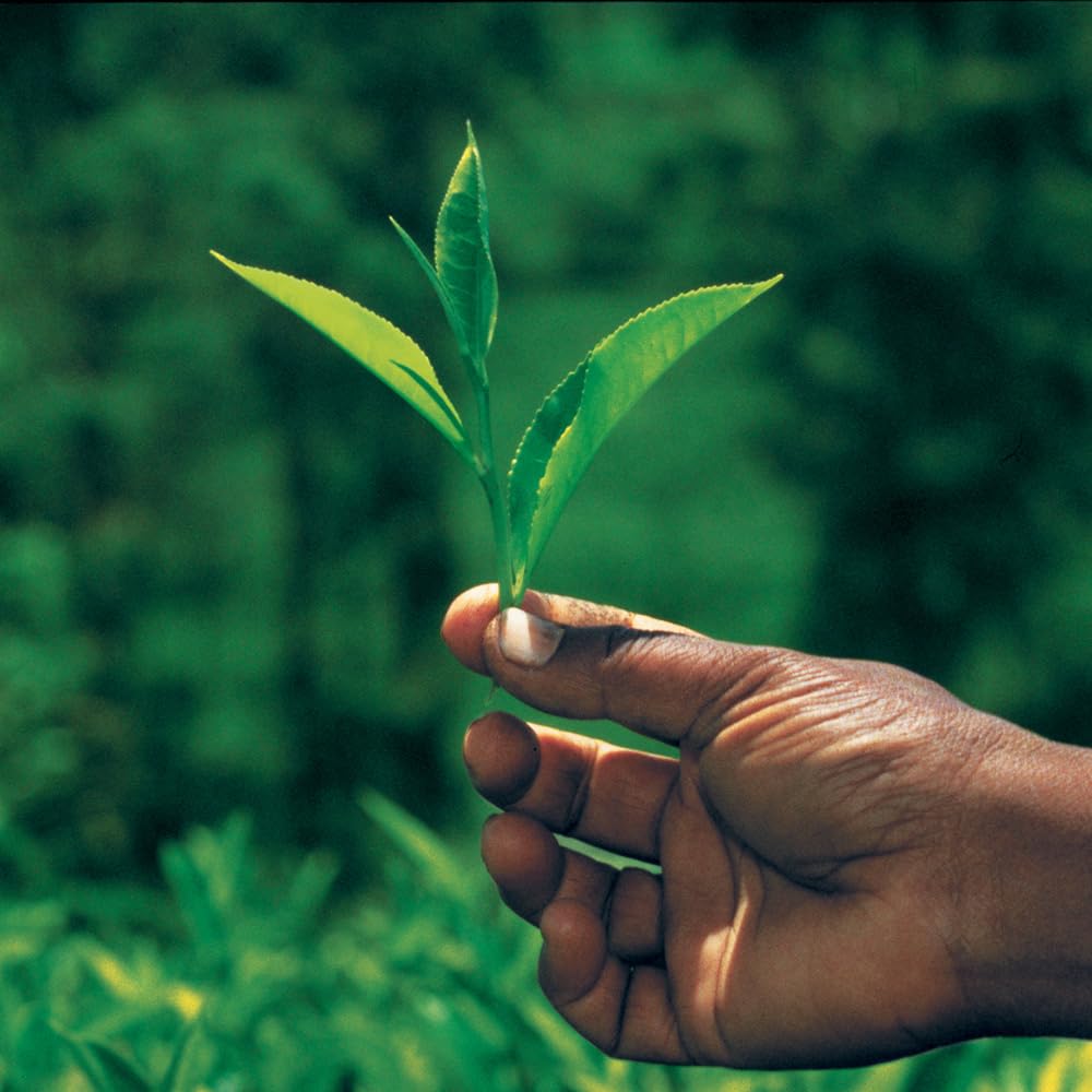 Palais des Thés - Icy Mint Tea - Green Tea & Peppermint - 3.5oz Loose Leaf Metal Gift Tin, Serves 20-25 Cups