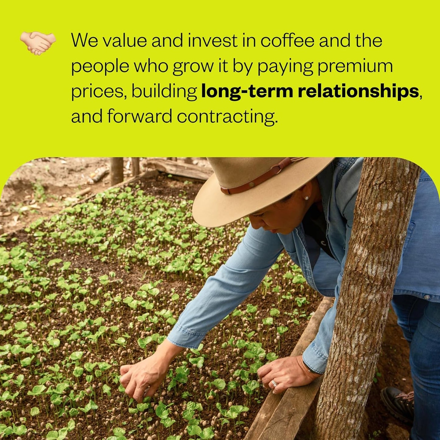 Counter Culture Coffee - Whole Bean Coffee - Freshly Roasted Coffee Beans - Premium Coffee - Multiple Flavors - One 12 Ounce Bag of Each (Hologram)