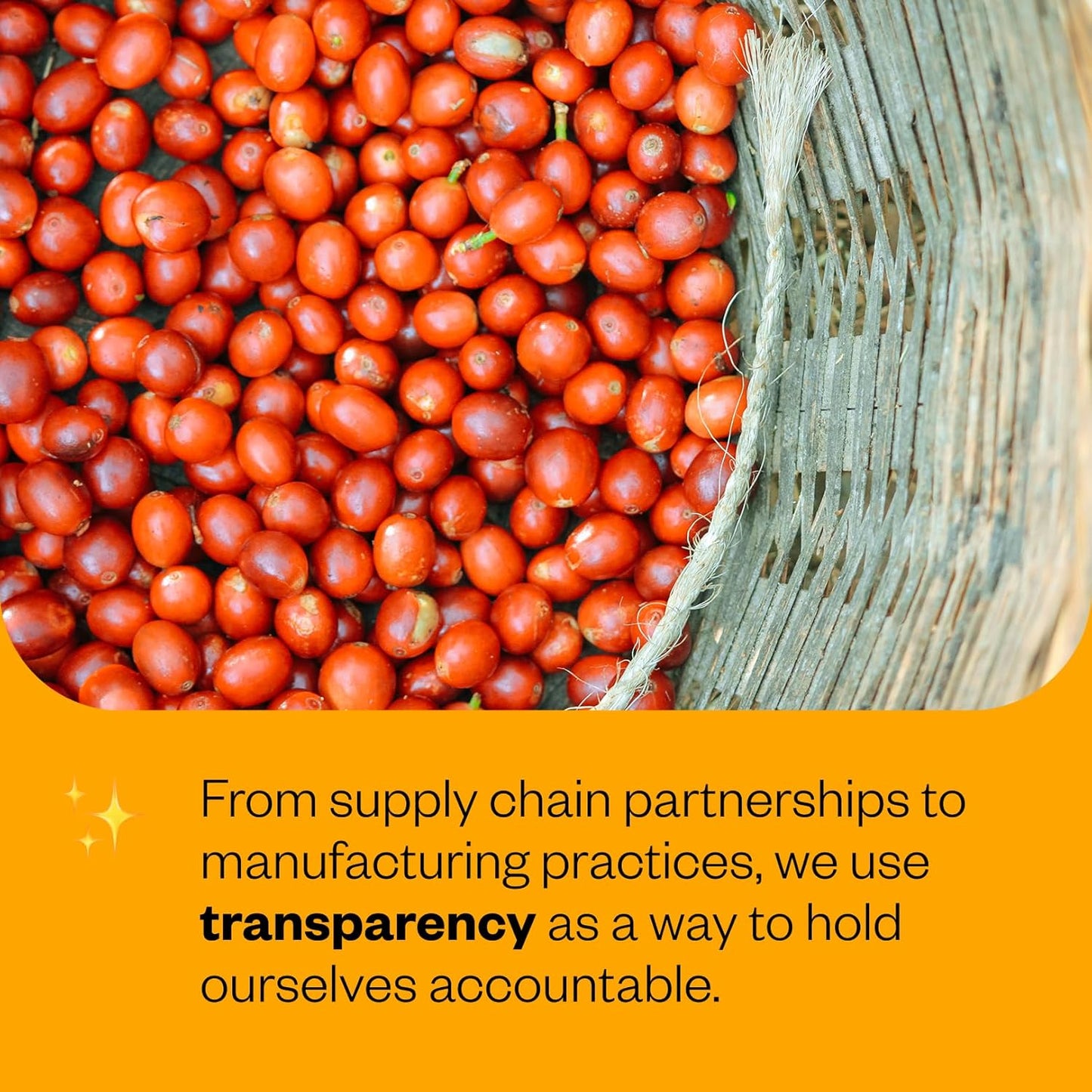 Counter Culture Coffee - Fresh Roasted Certified Organic Whole Bean Coffee (Kosher) (Apollo)